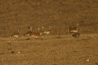 View of birds on land