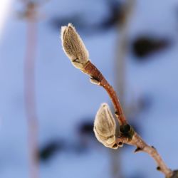 Close-up of flower against blurred background