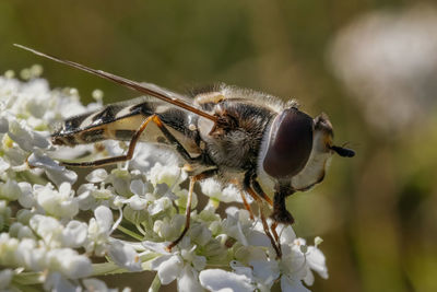 Close-up of insect on flower