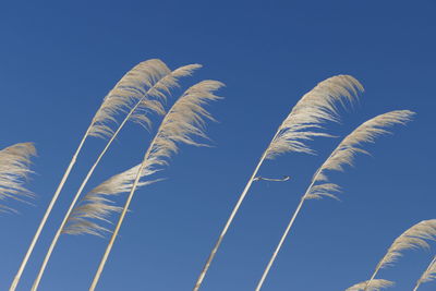 Low angle view of grass against clear blue sky