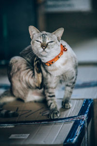 Portrait of cat sitting on floor