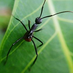 Close-up of insect on leaf