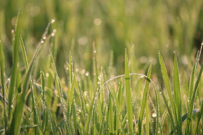 Close-up of wet grass on field