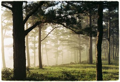 Trees in forest