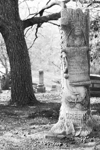 Close-up of tree trunk