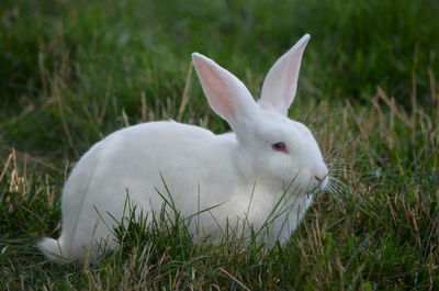 Close-up of white rabbit on land