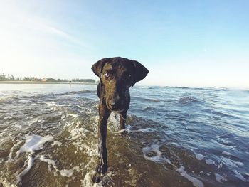 Portrait of dog walking on sea shore at beach against sky