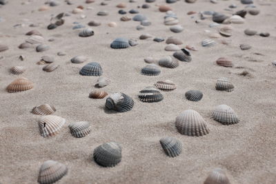 High angle view of seashells on sand at beach