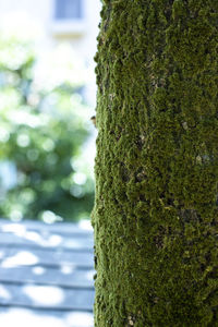 Close-up of tree trunk