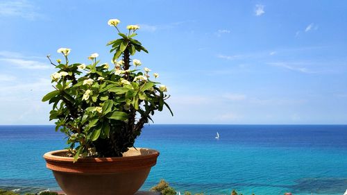 Potted plant by sea against blue sky