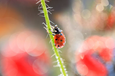 Close-up of ladybug on plant