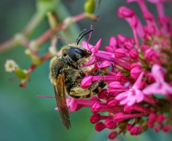 Close-up of bee on pink flowers