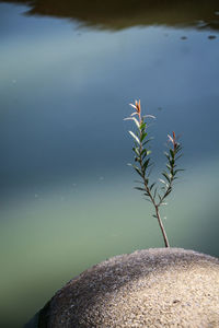 Close-up of plant in lake