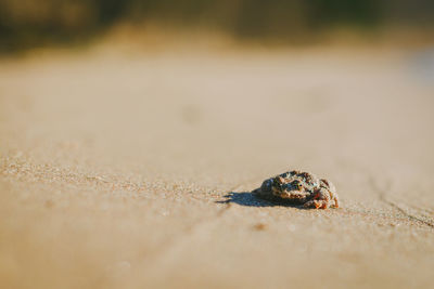 Close-up of shell on sand