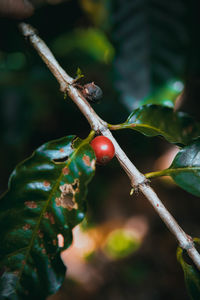 Close-up of berries growing on tree