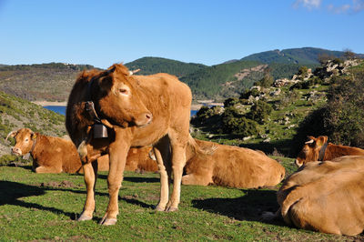 Cows in a field