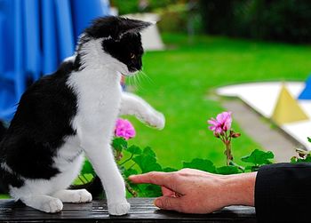 Cat sitting on a hand