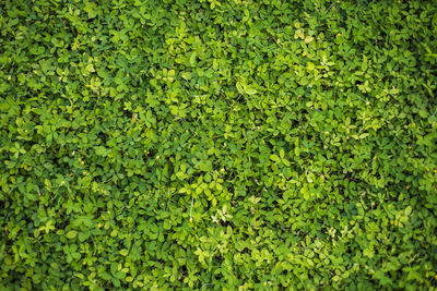 Full frame shot of plants