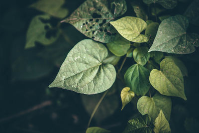 Close-up of wet leaves