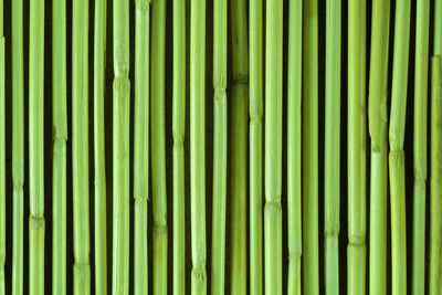 Full frame shot of green leaves