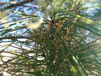 Low angle view of pine tree