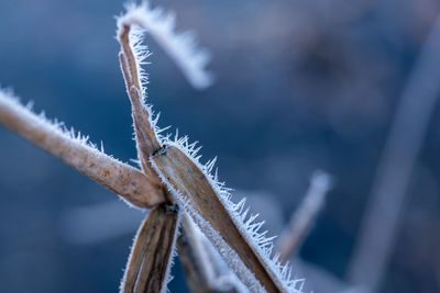 Close-up of dead plant