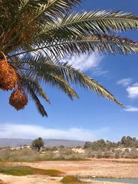 Palm trees on beach against sky