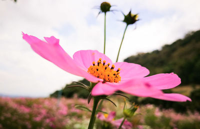 Close-up of insect on pink cosmos flower blooming against sky