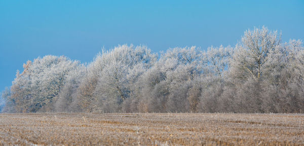 Scenic view of field against clear blue sky