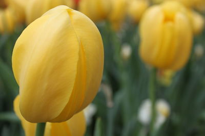 Close-up of yellow tulip