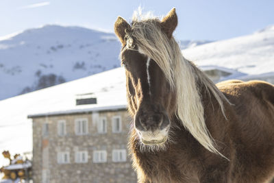 Bay horse with bell dangling in the snowy mountains in the port of pajares, leon