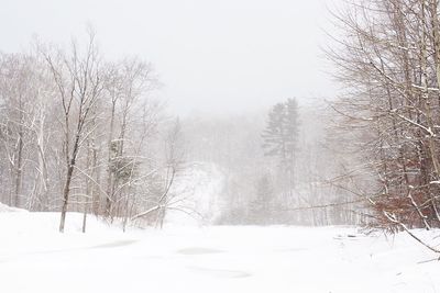 Snow covered trees in forest