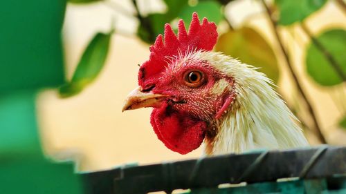 Close-up of rooster