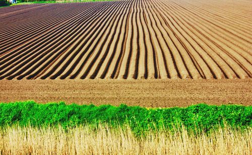 Crops growing on field