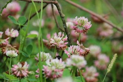 Close-up of pink flowers