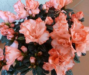 Close-up of pink flowers