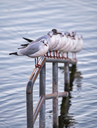 High angle view of seagull flying over lake