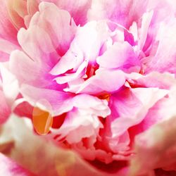Close-up of pink flower