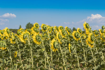 Close-up of oilseed rape field against sky