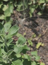 Close-up of dandelion