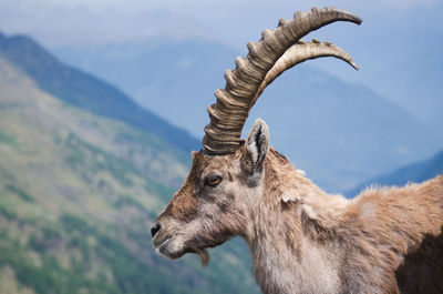 Close-up of a horse