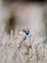 Close-up of a bird