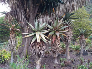 Palm tree against plants