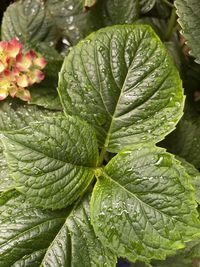 Full frame shot of wet leaves on rainy day