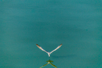 Seagull flying over sea