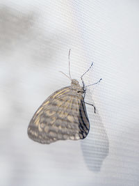 Close-up of butterfly