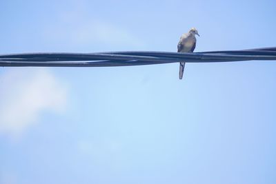 Low angle view of bird perching on blue sky