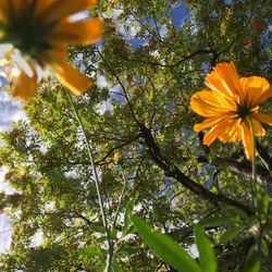 Low angle view of yellow flower blooming on tree