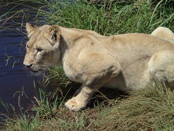 Close-up of lion relaxing on field