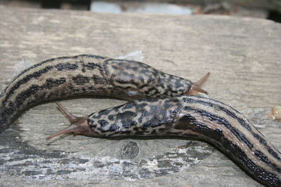 Close-up of turtle in water